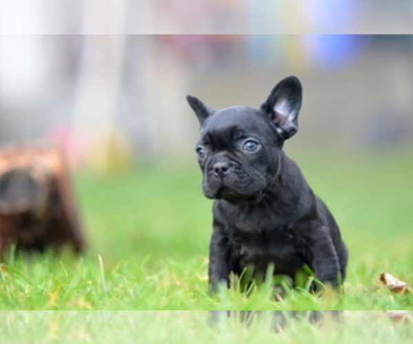 Medium Photo #15 French Bulldog Puppy For Sale in Kiskoros, Bacs-Kiskun, Hungary