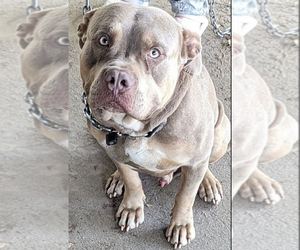 Father of the American Bully puppies born on 04/09/2026