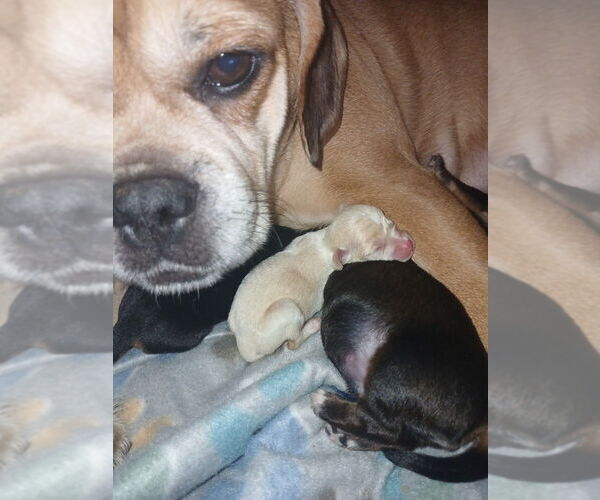 Medium Photo #1 Chiweenie Puppy For Sale in SOUTH MILWAUKEE, WI, USA