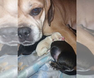Mother of the Chiweenie puppies born on 06/17/2025