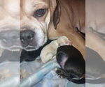 Small Photo #1 Chiweenie Puppy For Sale in SOUTH MILWAUKEE, WI, USA