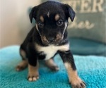 Puppy Nix Cane Corso-Siberian Husky Mix