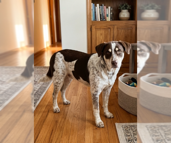 Medium Photo #2 Labrenees Puppy For Sale in Genesee, WI, USA