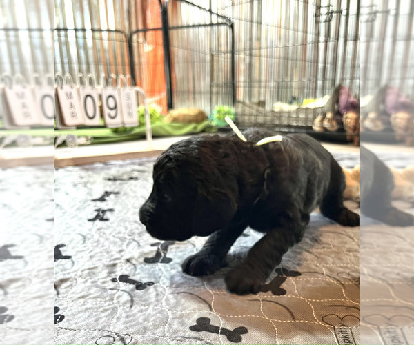 Medium Photo #9 Labradoodle Puppy For Sale in HARRISONVILLE, MO, USA