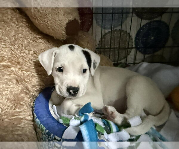 Medium Photo #2 Mutt Puppy For Sale in pomfret, CT, USA