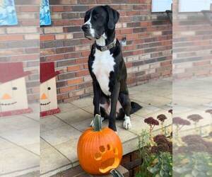 Great Dane Dogs for adoption in MARION, VA, USA
