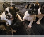 Small Photo #9 French Bulldog Puppy For Sale in CHULA VISTA, CA, USA