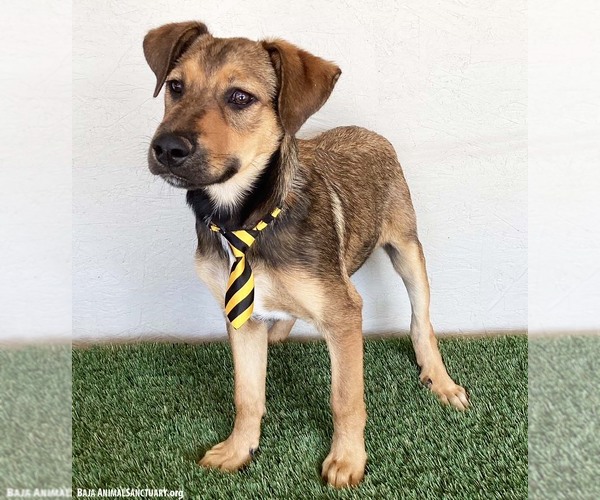 Medium Photo #2 Shepradors Puppy For Sale in San Diego, CA, USA