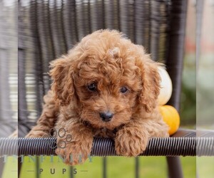 Cavapoo Puppy for sale in HONEY BROOK, PA, USA