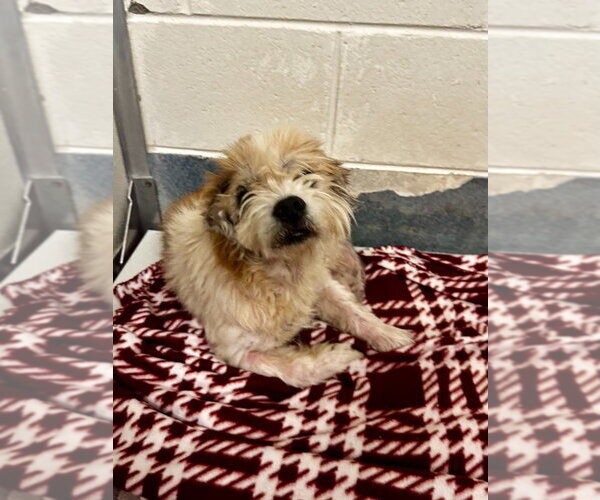 Medium Photo #1 Jack Russell Terrier-Unknown Mix Puppy For Sale in Glen Allen, VA, USA