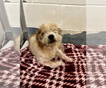 Small Jack Russell Terrier Mix