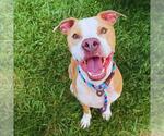 Small #2 American Pit Bull Terrier Mix