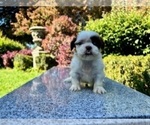 Small Photo #17 Shih Tzu Puppy For Sale in HAYWARD, CA, USA