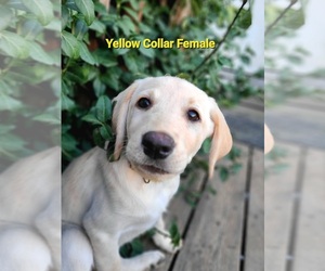 Labrador Retriever Puppy for sale in SAINT CHARLES, IA, USA