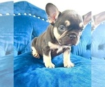 Small #3 French Bulldog