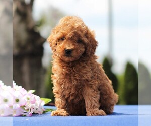 Poodle (Miniature) Puppy for sale in GAP, PA, USA
