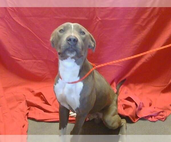 Medium Photo #1 American Pit Bull Terrier Puppy For Sale in Sacramento, CA, USA