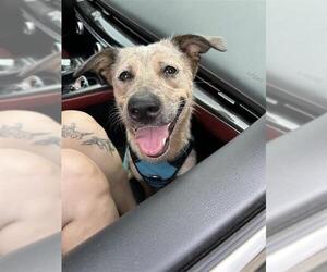 Mutt Dogs for adoption in San Antonio, TX, USA