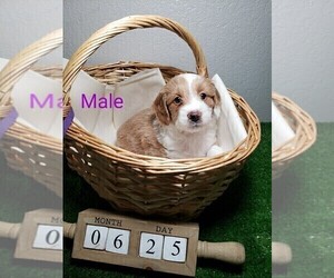 Aussiedoodle Miniature  Puppy for sale in HENDERSON, NV, USA