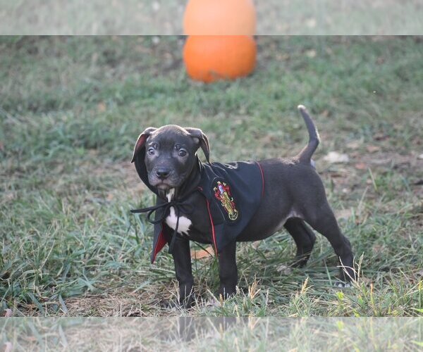 Medium Photo #4 American Pit Bull Terrier Puppy For Sale in Topeka, KS, USA