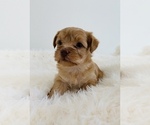 Small Photo #2 Yorkshire Terrier Puppy For Sale in LA SIERRA, CA, USA