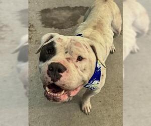 American Pit Bull Terrier-Unknown Mix Dogs for adoption in Tulsa, OK, USA