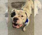 Small American Pit Bull Terrier Mix
