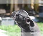 Small Photo #8 French Bulldog Puppy For Sale in HOLLYWOOD, FL, USA