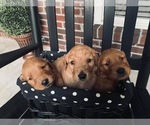 Small Photo #3 Golden Retriever Puppy For Sale in VALDOSTA, GA, USA