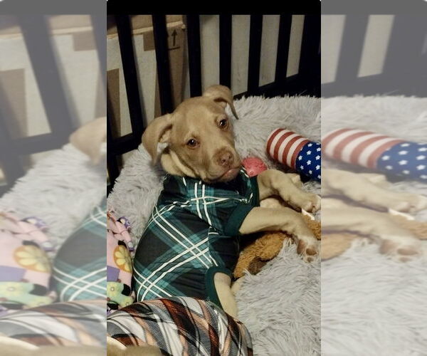 Medium Photo #11 Mutt Puppy For Sale in Mooresville, NC, USA