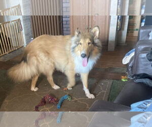 Collie Dogs for adoption in Waseca, MN, USA