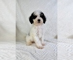 Small #2 Miniature Bernedoodle