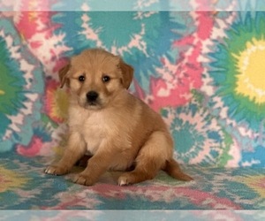 Golden Retriever Puppy for sale in LANCASTER, PA, USA
