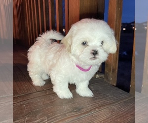 Shih Tzu Puppy for sale in LITTLETON, CO, USA