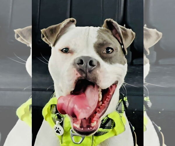 Medium Photo #1 American Pit Bull Terrier-Unknown Mix Puppy For Sale in Germantown, OH, USA