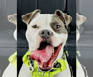 American Pit Bull Terrier-Unknown Mix Dogs for adoption in Germantown, OH, USA