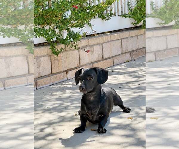 Medium Photo #4 Chiweenie Puppy For Sale in La Verne, CA, USA