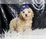 Small #4 Maltipoo