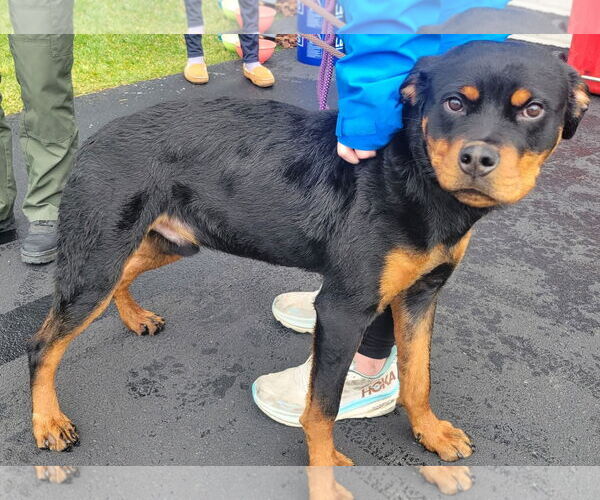 Medium Photo #1 Rottweiler Puppy For Sale in Martinsburg, WV, USA