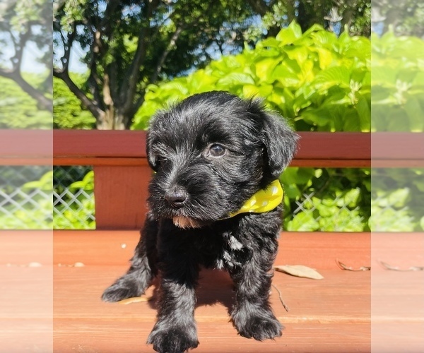 Medium Photo #3 Schnauzer (Miniature) Puppy For Sale in MIAMI, FL, USA
