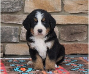 Medium Bernese Mountain Dog