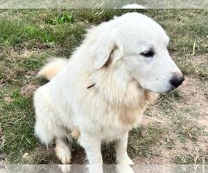 Great Pyrenees Puppy for sale in CARY, NC, USA