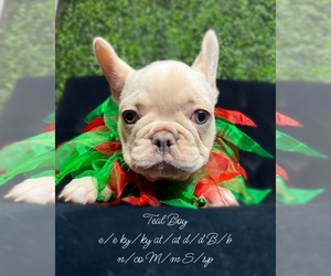 French Bulldog Puppy for sale in MCKINNEY, TX, USA