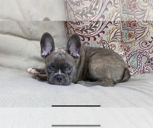 French Bulldog Puppy for sale in BROOKLYN, NY, USA