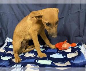 Doberman Pinscher-Unknown Mix Dogs for adoption in Modesto, CA, USA