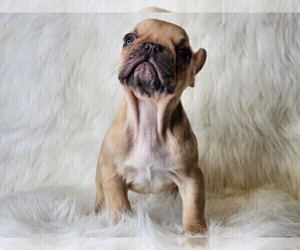 Medium Photo #4 French Bulldog Puppy For Sale in CRANSTON, RI, USA
