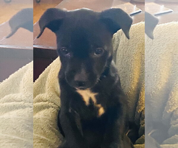 Medium Photo #14 Mutt Puppy For Sale in Holly Springs, NC, USA