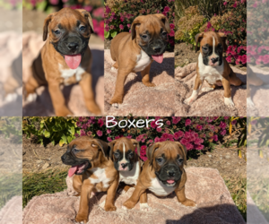 Boxer Puppy for Sale in GOSHEN, Indiana USA