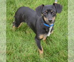 Small #2 Chiweenie