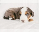 Small Photo #6 Bernedoodle Puppy For Sale in LINDON, UT, USA